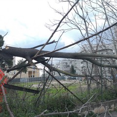 Danni in città a causa del vento