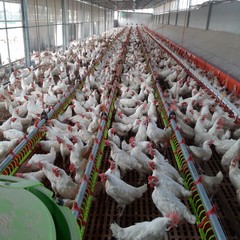 Uova genuine e ricche di proteine dall’azienda avicola “Colangelo”