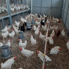 Uova genuine e ricche di proteine dall’azienda avicola “Colangelo”