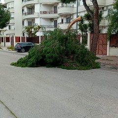 Trani nella morsa del vento: allerta gialla