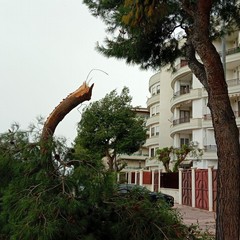 Trani nella morsa del vento: allerta gialla