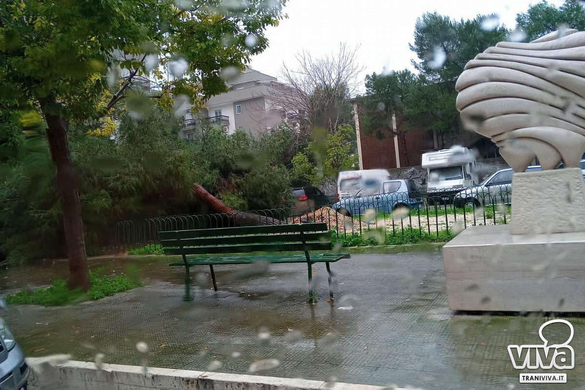 Pino caduto in piazza Cezza