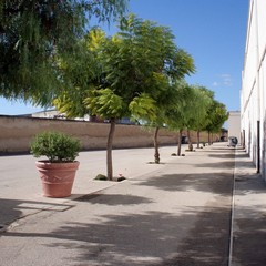 Nuove aiuole al cimitero di Trani