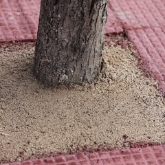 Trani, alberi cementati in via Istria