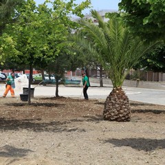 Nuovi alberi in piazza Madre Teresa di Calcutta