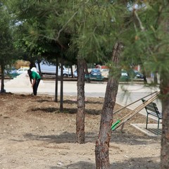 Nuovi alberi in piazza Madre Teresa di Calcutta