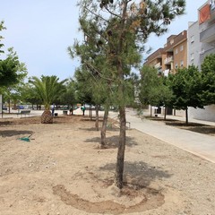 Nuovi alberi in piazza Madre Teresa di Calcutta