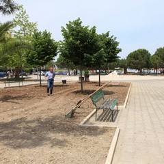 Nuovi alberi in piazza Madre Teresa di Calcutta