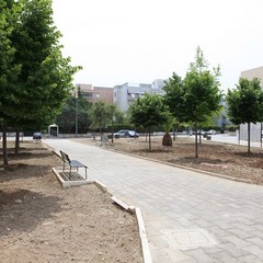 Nuovi alberi in piazza Madre Teresa di Calcutta