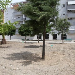 Nuovi alberi in piazza Madre Teresa di Calcutta