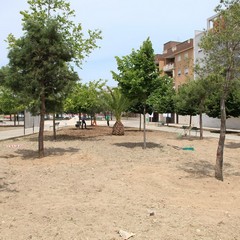 Nuovi alberi in piazza Madre Teresa di Calcutta