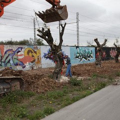 Via Falcone e via Borsellino, arrivano gli ulivi