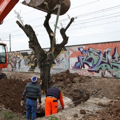 Via Falcone e via Borsellino, arrivano gli ulivi