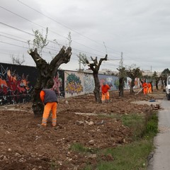 Via Falcone e via Borsellino, arrivano gli ulivi