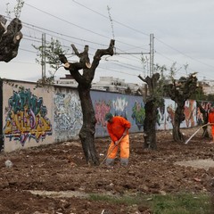 Via Falcone e via Borsellino, arrivano gli ulivi