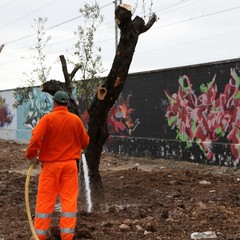 Via Falcone e via Borsellino, arrivano gli ulivi