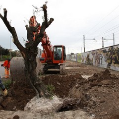 Via Falcone e via Borsellino, arrivano gli ulivi