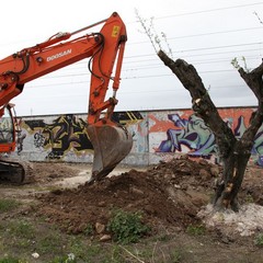 Via Falcone e via Borsellino, arrivano gli ulivi