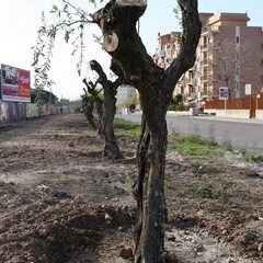 Via Falcone e via Borsellino, arrivano gli ulivi