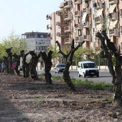 Via Falcone e via Borsellino, arrivano gli ulivi