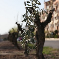 Via Falcone e via Borsellino, arrivano gli ulivi