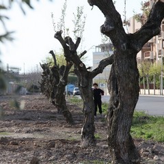 Via Falcone e via Borsellino, arrivano gli ulivi