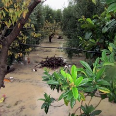 Allagamenti e disagi in tutta la città