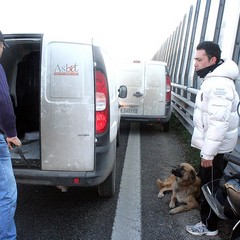 Un cane ferito sulla statale 16 bis