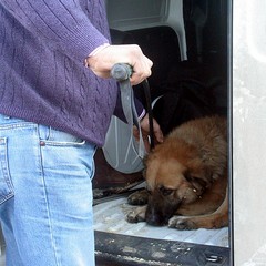 Un cane ferito sulla statale 16 bis