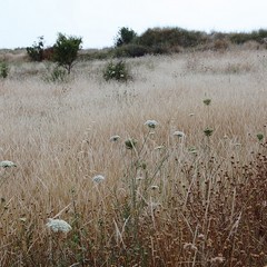 Rifiuti pericolosi abbandonati in contrada Carrara delle monache