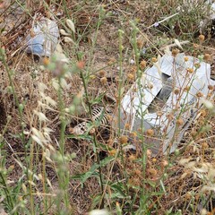 Rifiuti pericolosi abbandonati in contrada Carrara delle monache