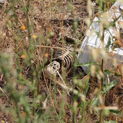 Rifiuti pericolosi abbandonati in contrada Carrara delle monache