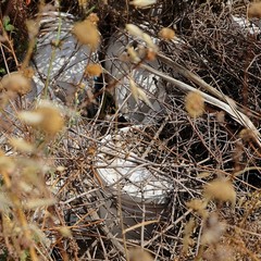 Rifiuti pericolosi abbandonati in contrada Carrara delle monache