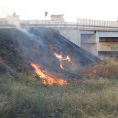 Incendio scarpate della statale 16 bis a Trani