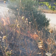 Incendio scarpate della statale 16 bis a Trani