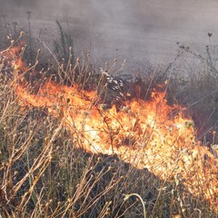 Incendio scarpate della statale 16 bis a Trani