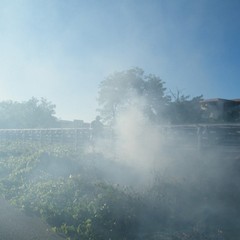 Incendio di sterpaglie a ridosso della statale 16 bis