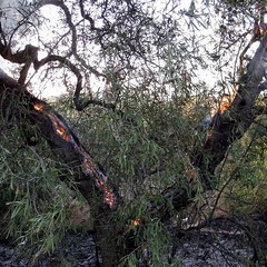 Incendio in via Duchessa D'Andria