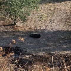 Incidente sulla 16 bis a Trani