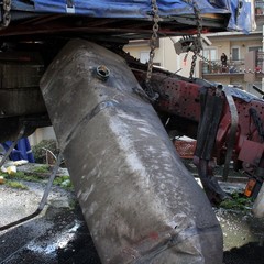 Incidente sulla 16 bis: un camion carico di pasta esce fuori strada