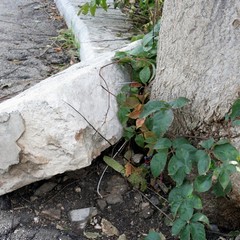 Trani, strade e marciapiedi dissestati da anni