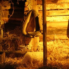 Presepe di Piazza della Libertà