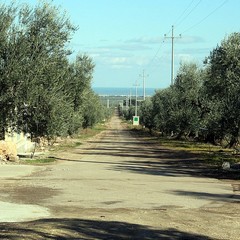 Masseria San Tommaso a Trani