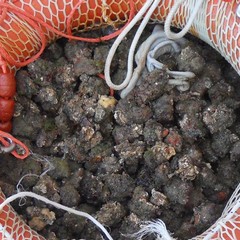 sequestro capitaneria 2