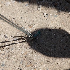 Operazione spiagge pulite a Trani