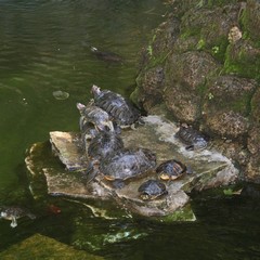 Le tartarughe tornano nella villa di Trani (foto 2005)
