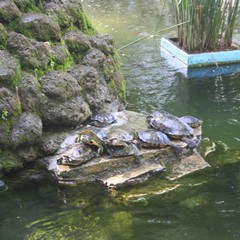 Le tartarughe tornano nella villa di Trani (foto 2005)
