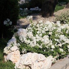 Trani, villa comunale in fiore