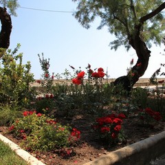 Trani, villa comunale in fiore