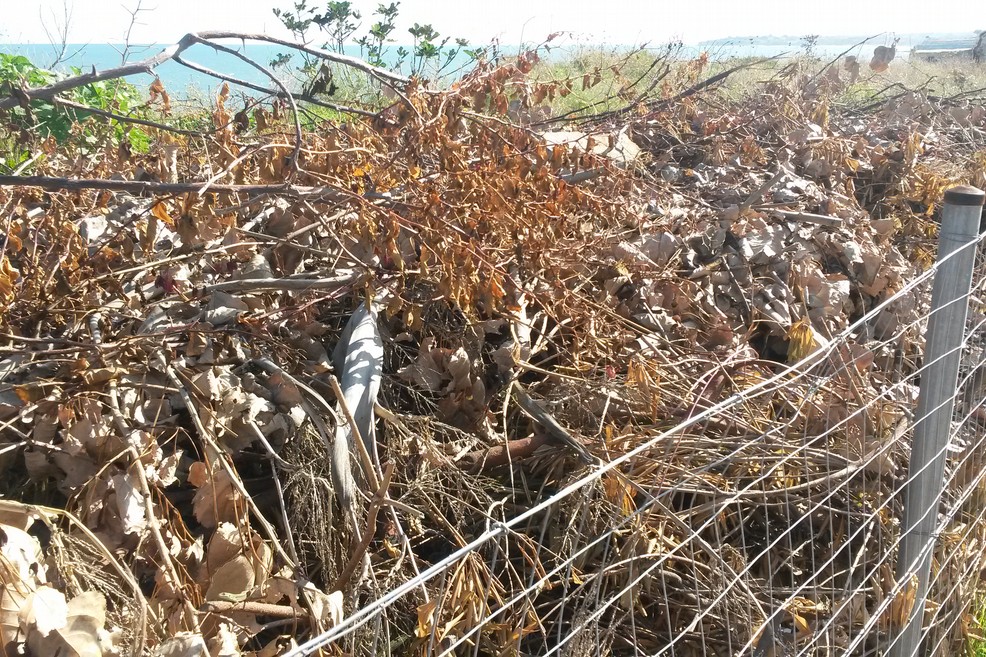 discarica di potatura